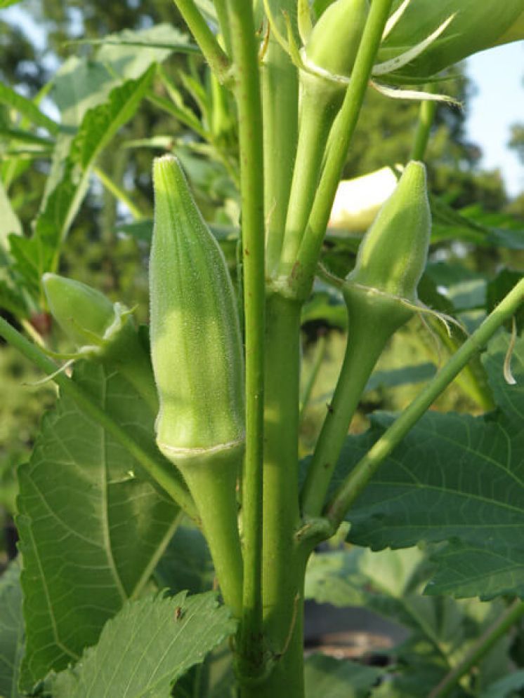     			JAPURA Okra Vegetable ( 100 Seeds )