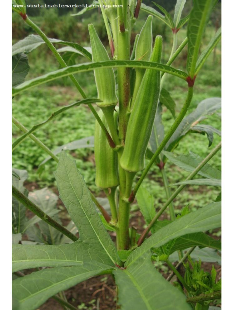     			JAPURA Organic Okra Vegetable ( 100 Seeds )