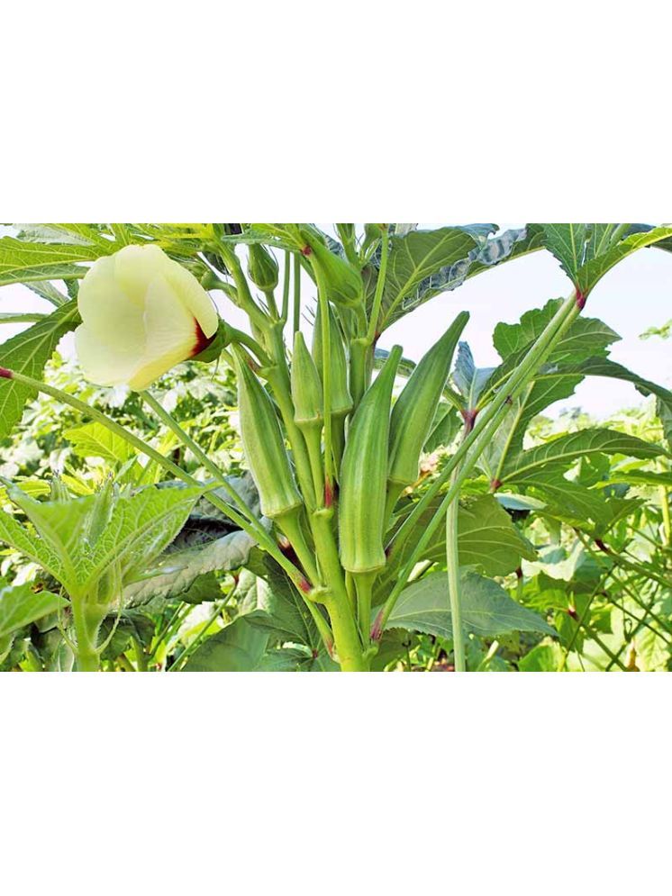     			JAPURA Organic Okra Vegetable ( 100 Seeds )