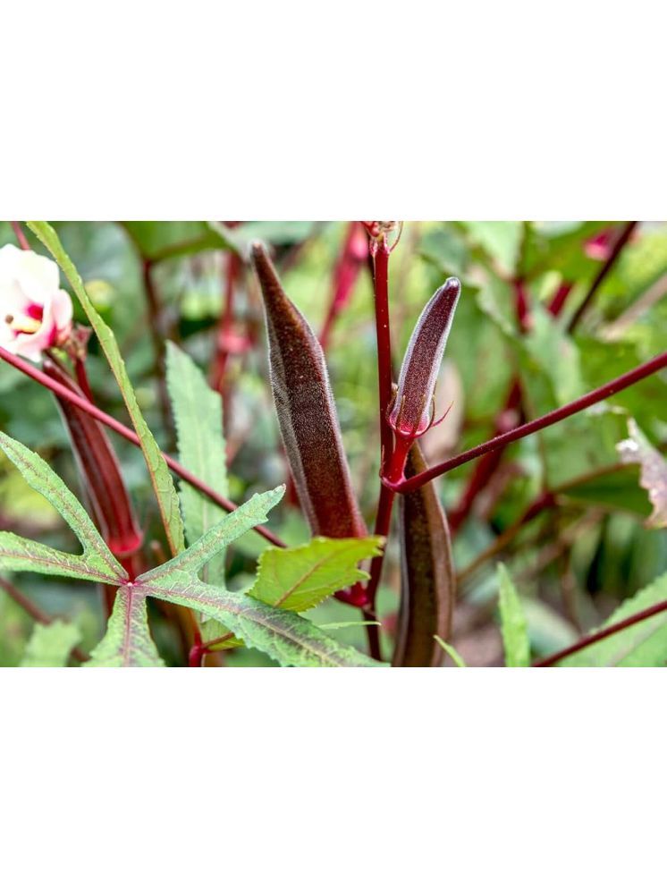     			JAPURA Red Bhindi Vegetable ( 30 Seeds )