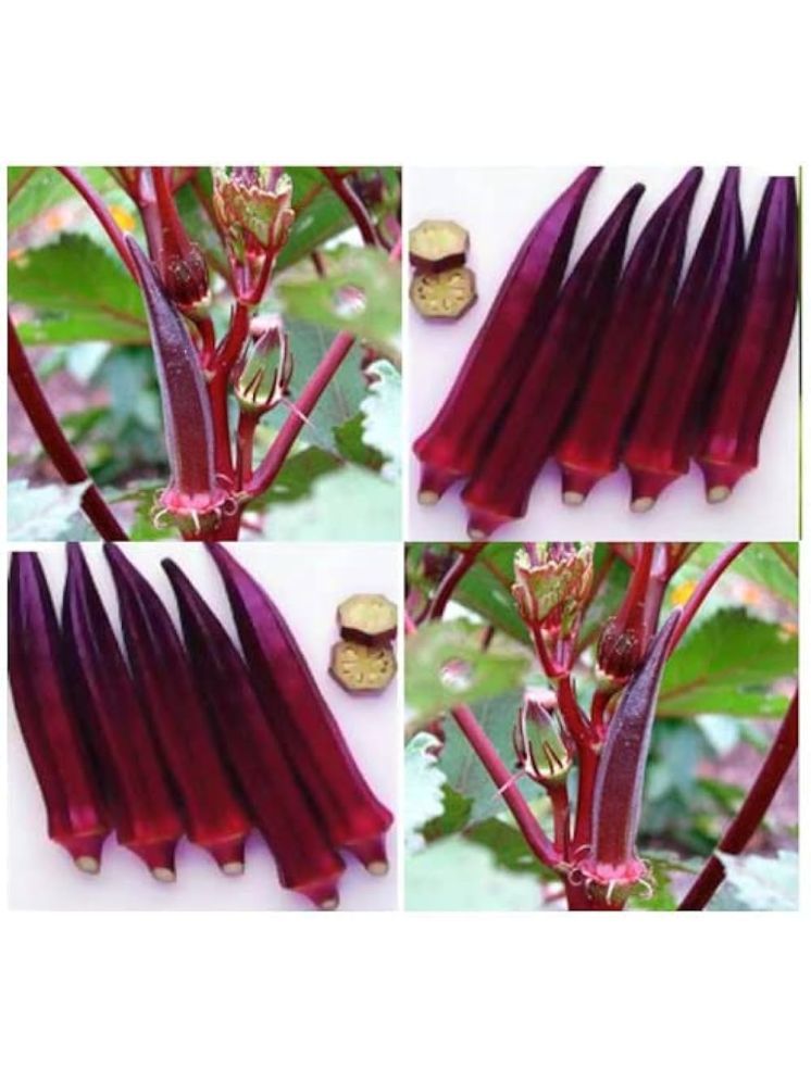     			JAPURA Red Bhindi Vegetable ( 30 Seeds )