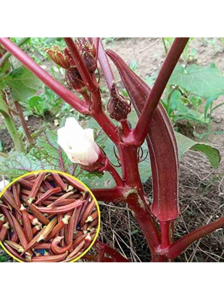     			JAPURA Red Bhindi Vegetable ( 30 Seeds )