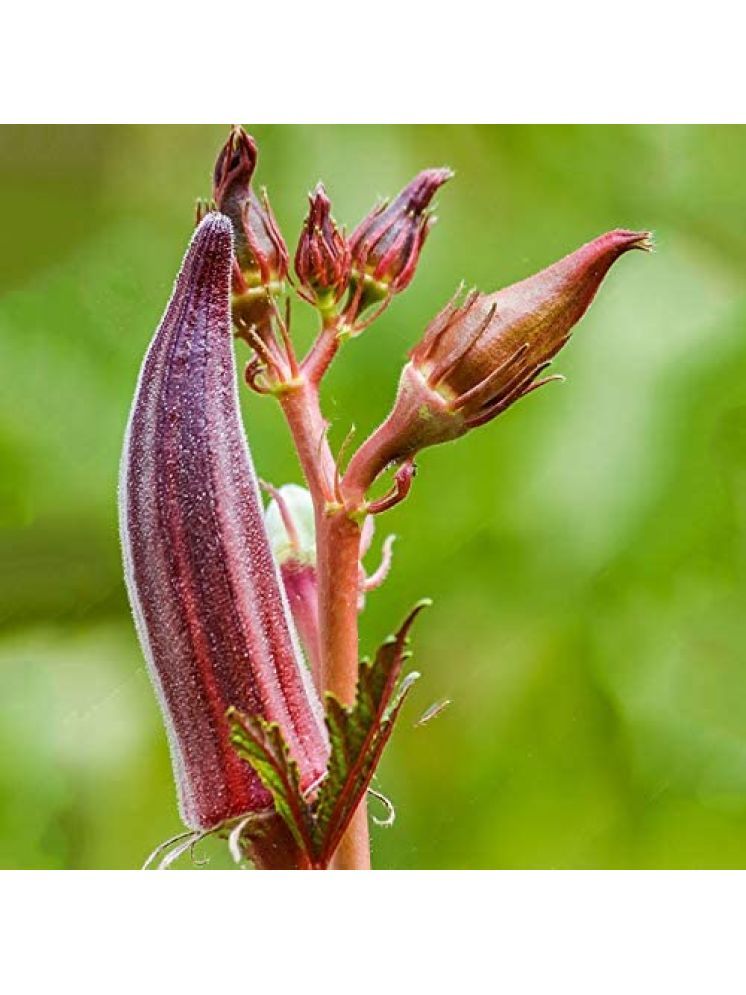     			JAPURA Red Bhindi Vegetable ( 30 Seeds )