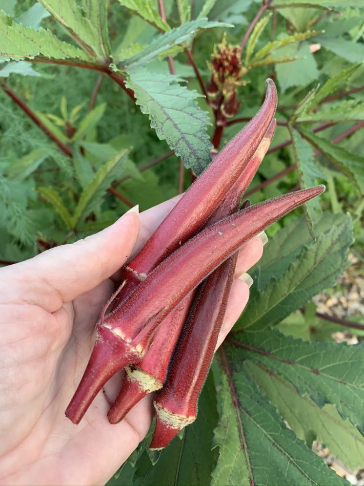     			JAPURA Red Bhindi Vegetable ( 30 Seeds )