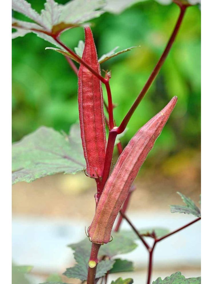     			JAPURA Red Bhindi Vegetable ( 30 Seeds )