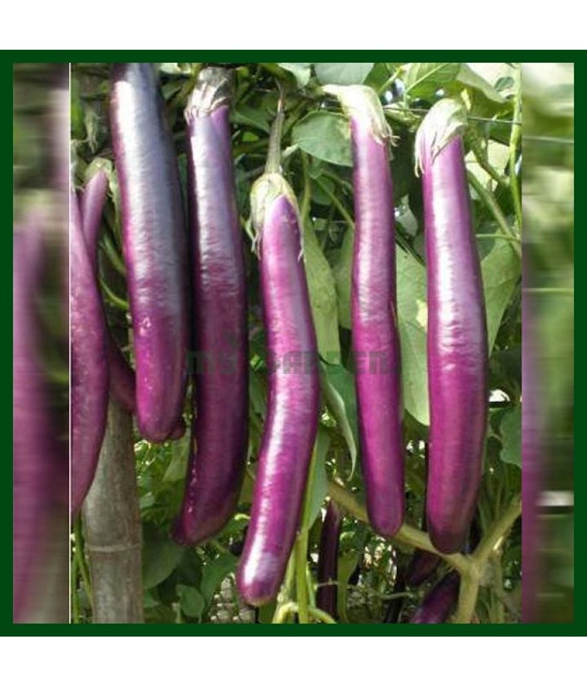     			Vedhahi Purple Long Brinjal Vegetable ( 30 Seeds )