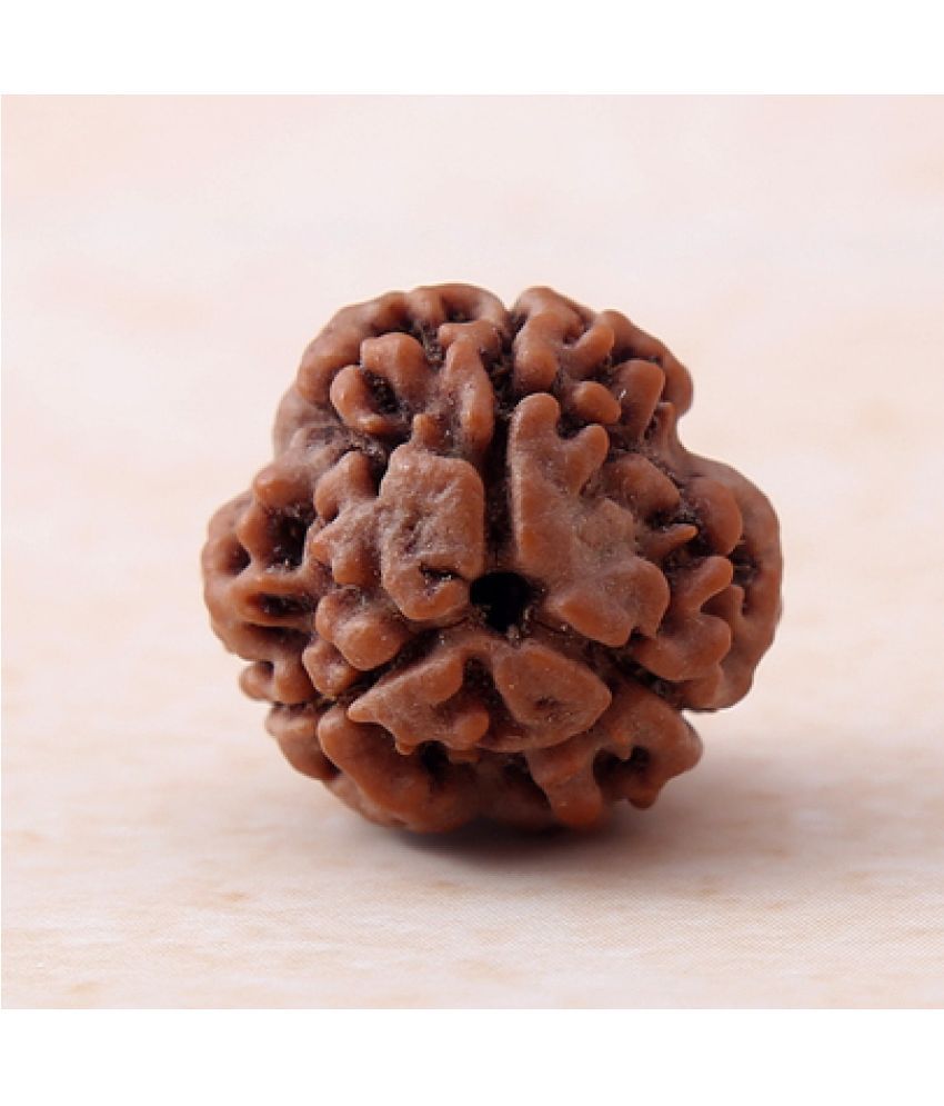     			yogii 3 Mukhi Rudraksha Bead ( Pack of 1 )