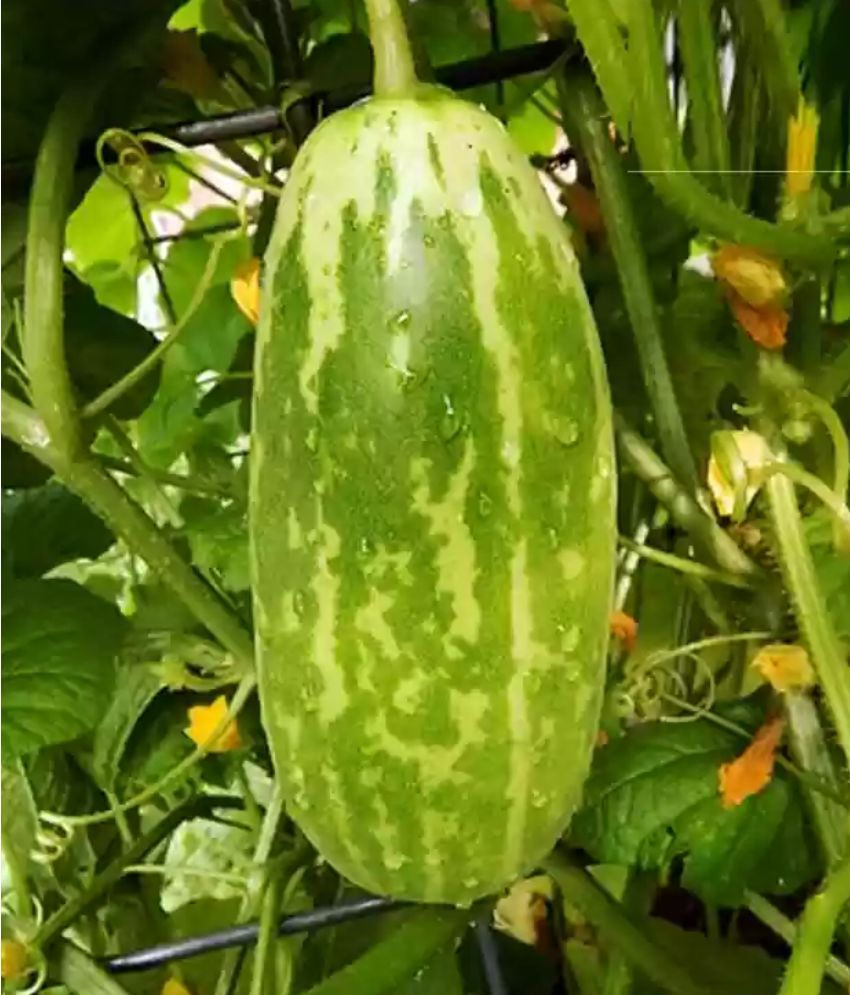     			Jignisha Seeds Cucumber Vegetable ( 30 Seeds )