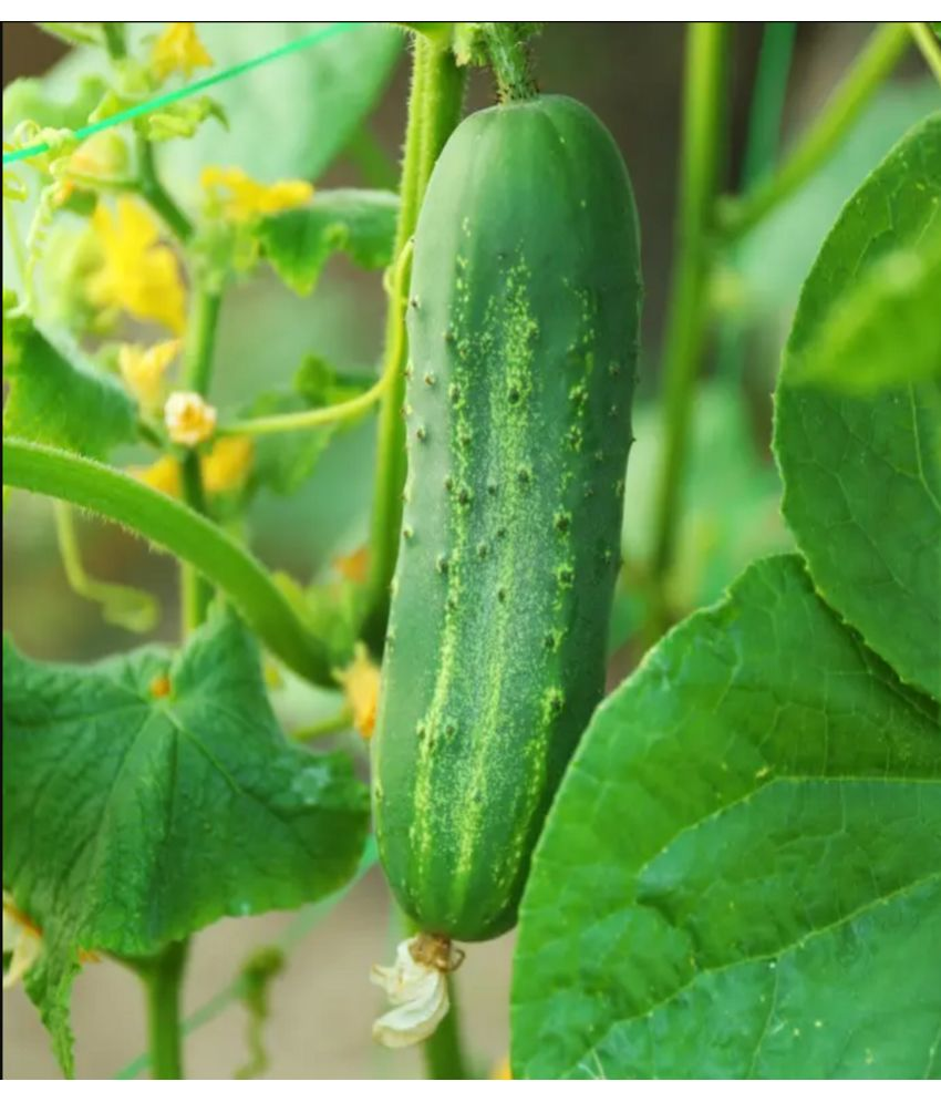     			Jignisha Seeds Hybrid Cucumber Vegetable ( 50 Seeds )