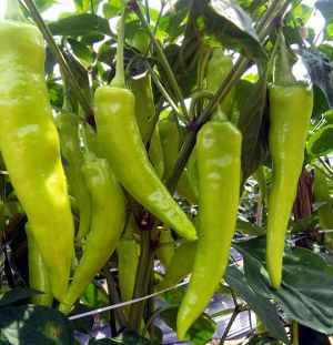     			Jignisha Seeds Organic Green Chilli Vegetable ( 50 Seeds )