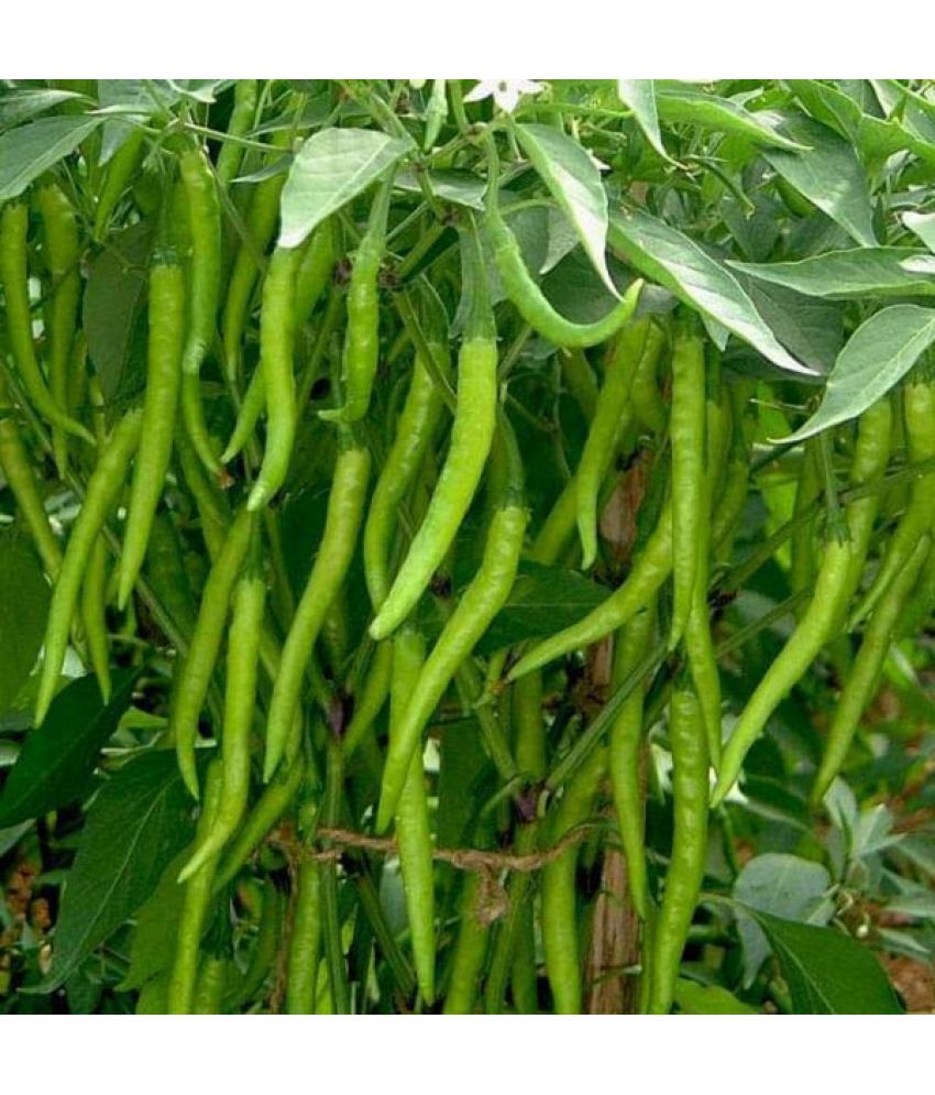     			Jignisha Seeds Organic Green Chilli Vegetable ( 50 Seeds )