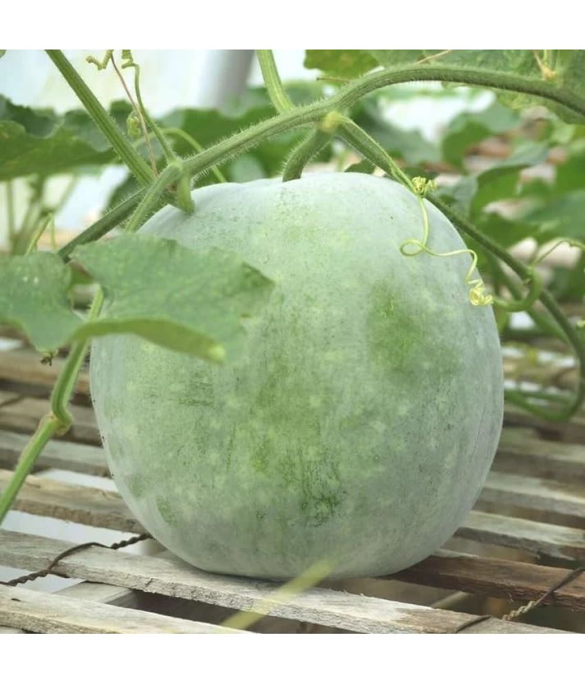     			Vedhahi Ash Gourd Vegetable ( 20 Seeds )