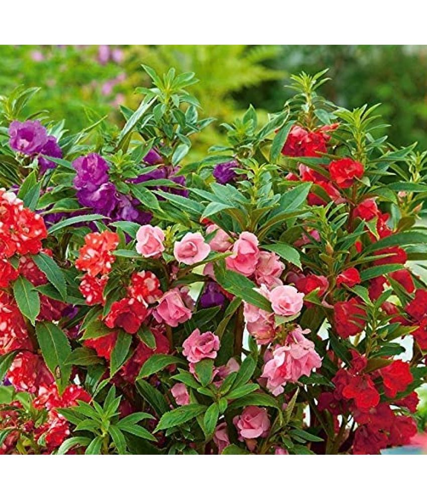     			Vedhahi Balsam Mixed Flower ( 30 Seeds )