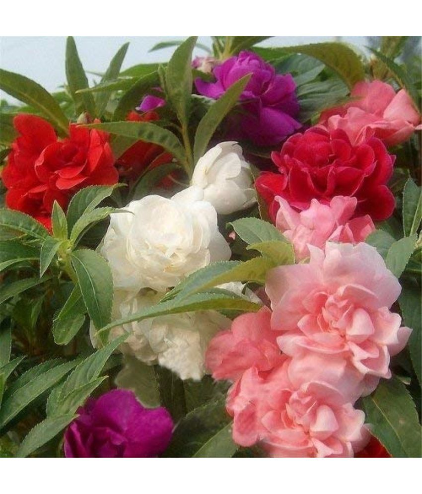     			Vedhahi Balsam Mixed Flower ( 50 Seeds )