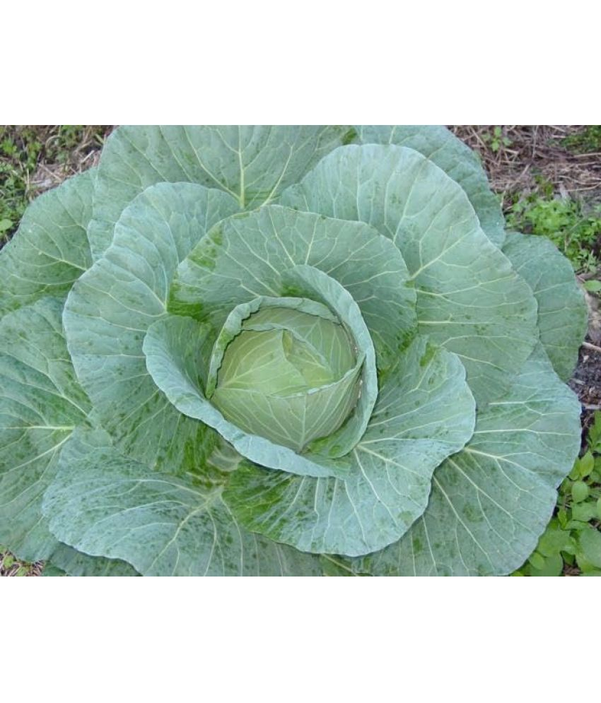     			Vedhahi Cabbage Vegetable ( 10 Seeds )