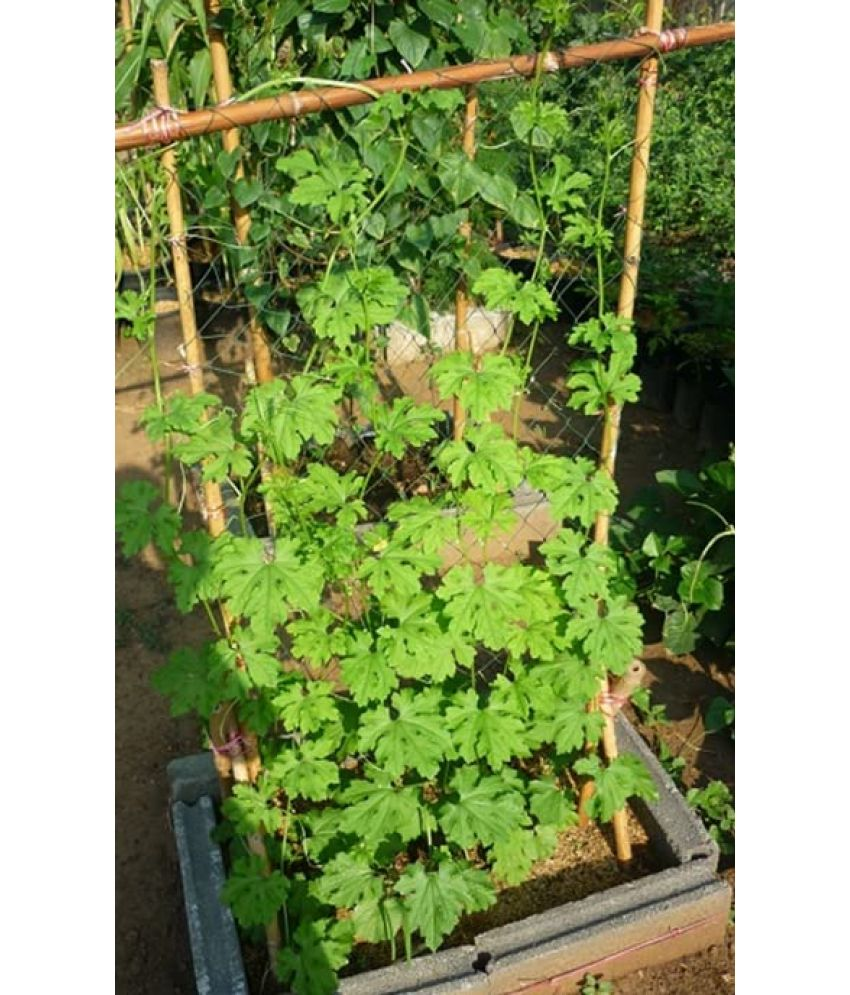     			Vedhahi Organic Bitter Gourd Vegetable ( 100 Seeds )