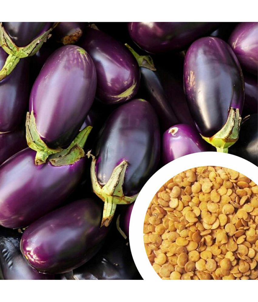     			Vedhahi Organic Brinjal Vegetable ( 200 Seeds )