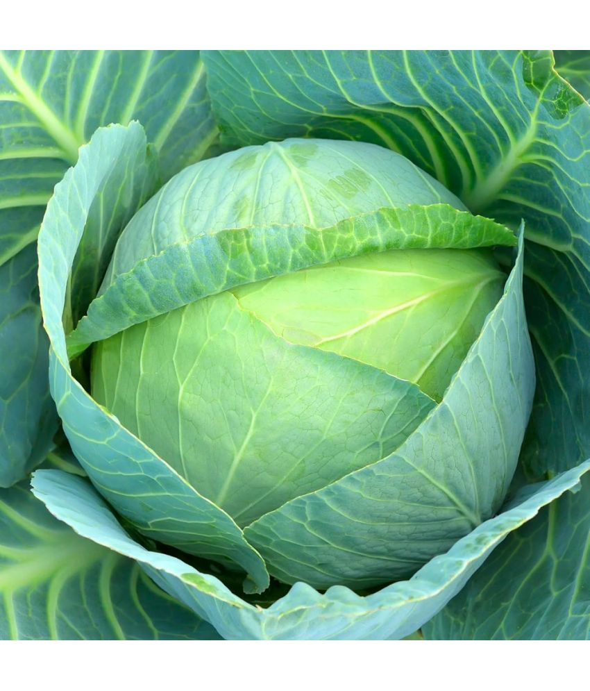     			Vedhahi Organic Chinese Cabbage Vegetable ( 10 Seeds )