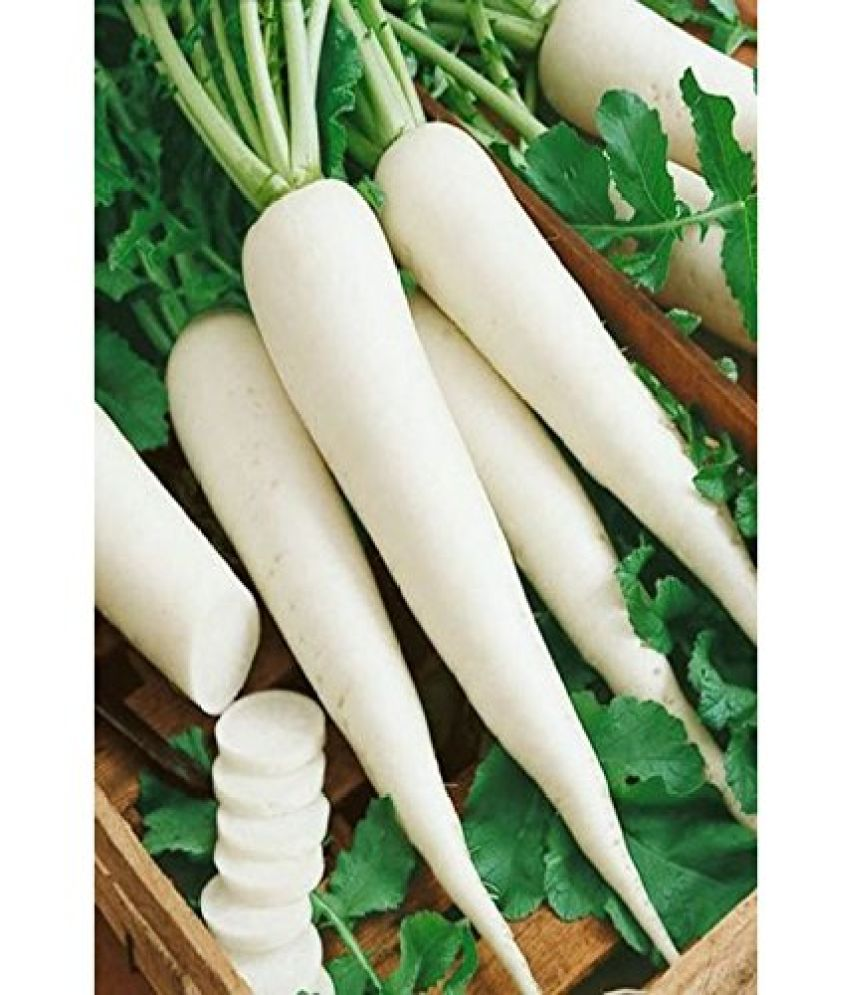     			Vedhahi Organic White Radish Vegetable ( 40 Seeds )