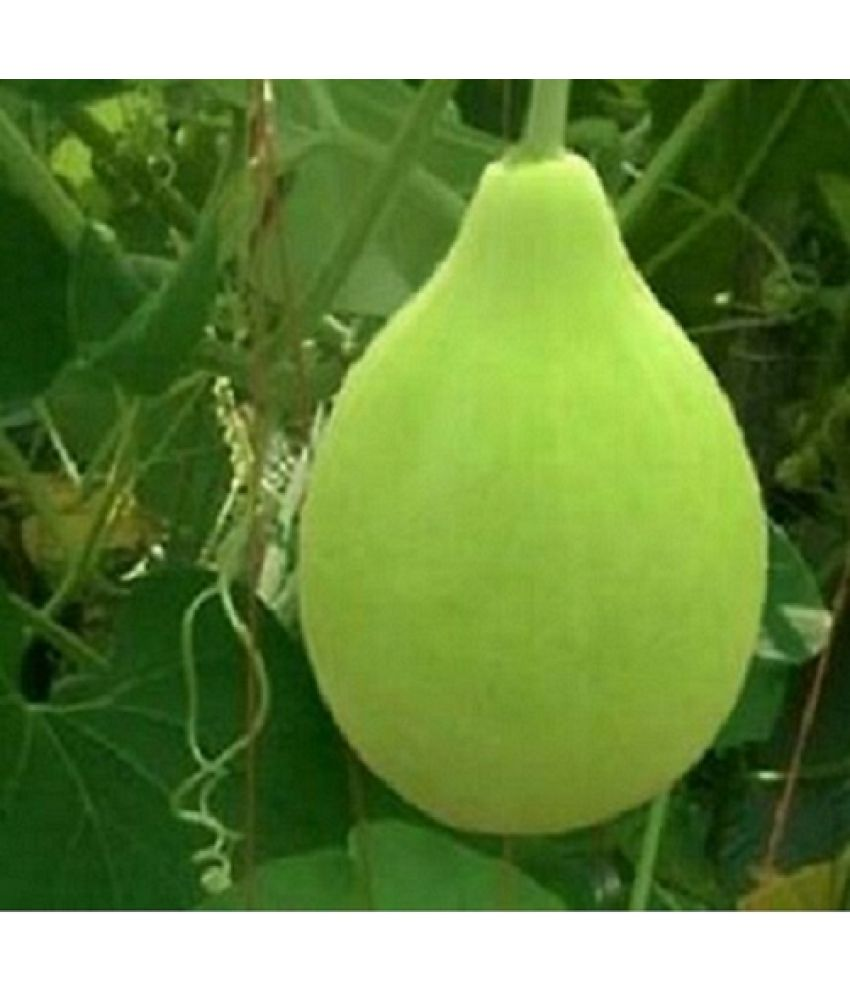     			Vedhahi Round Bottle Gourd Vegetable ( 30 Seeds )