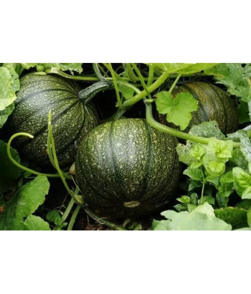     			LiveNature Pumpkin Vegetable ( 50 Seeds )