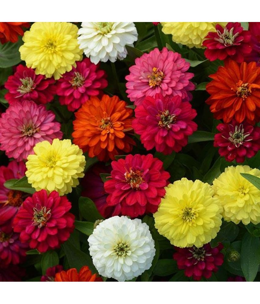     			LiveNature Zinnia Mixed Flower ( 100 Seeds )