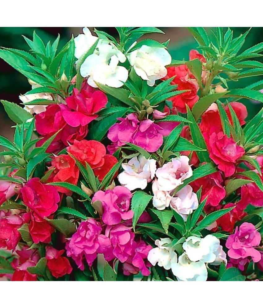     			LiveNature Balsam Mixed Flower ( 100 Seeds )