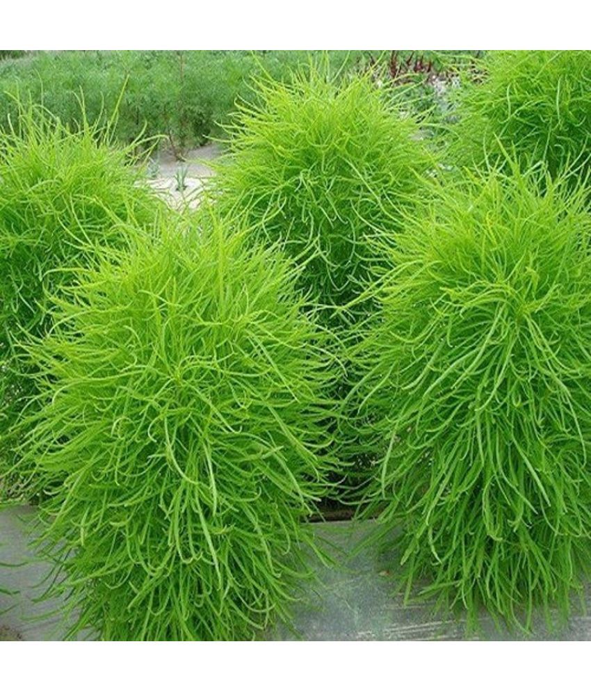     			LiveNature Kochia Plant ( 100 Seeds )