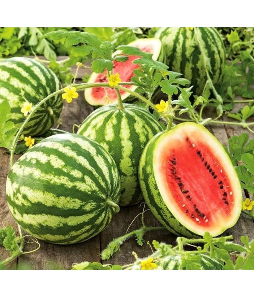     			Jignisha Seeds Green Watermelon Fruit ( 10 Seeds )