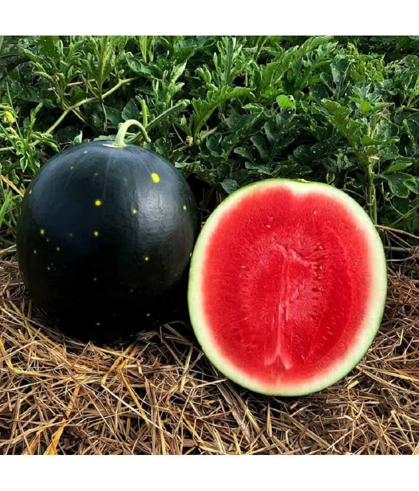     			Jignisha Seeds Hybrid Black Watermelon Fruit ( 10 Seeds )