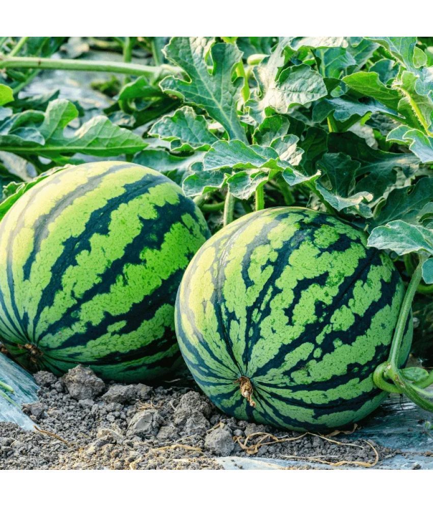     			Jignisha Seeds Organic Green Watermelon Fruit ( 10 Seeds )