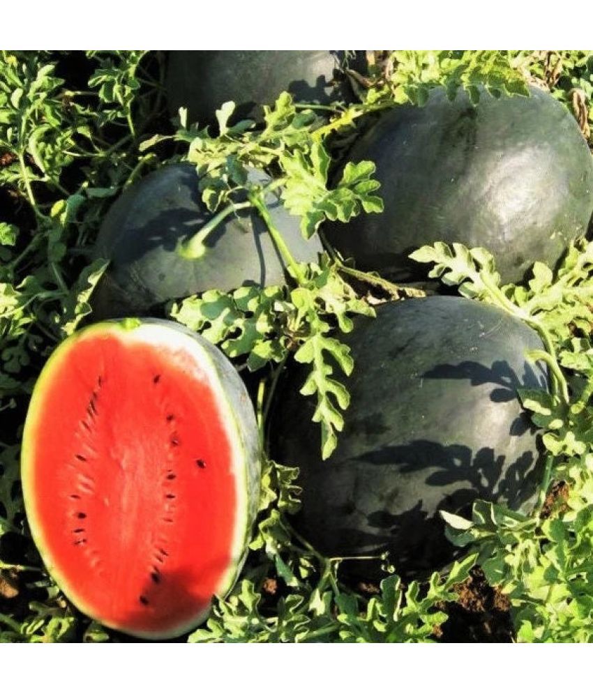     			Jignisha Seeds Tarbuj Fruit ( 10 Seeds )