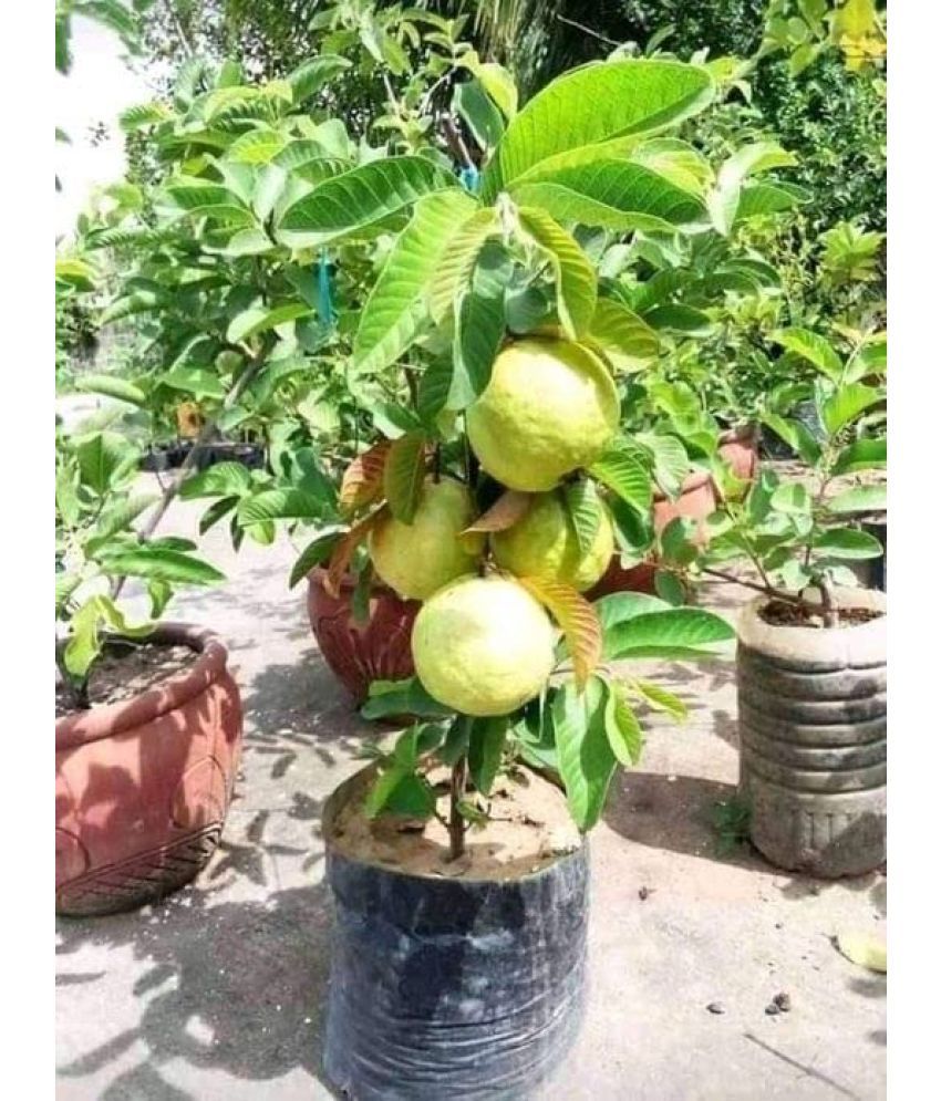     			Cloud Farm Outdoor Fruit Plant ( Pack of 1 )