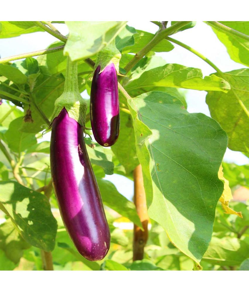     			Jignisha Seeds Hybrid Purple Long Brinjal Vegetable ( 50 Seeds )