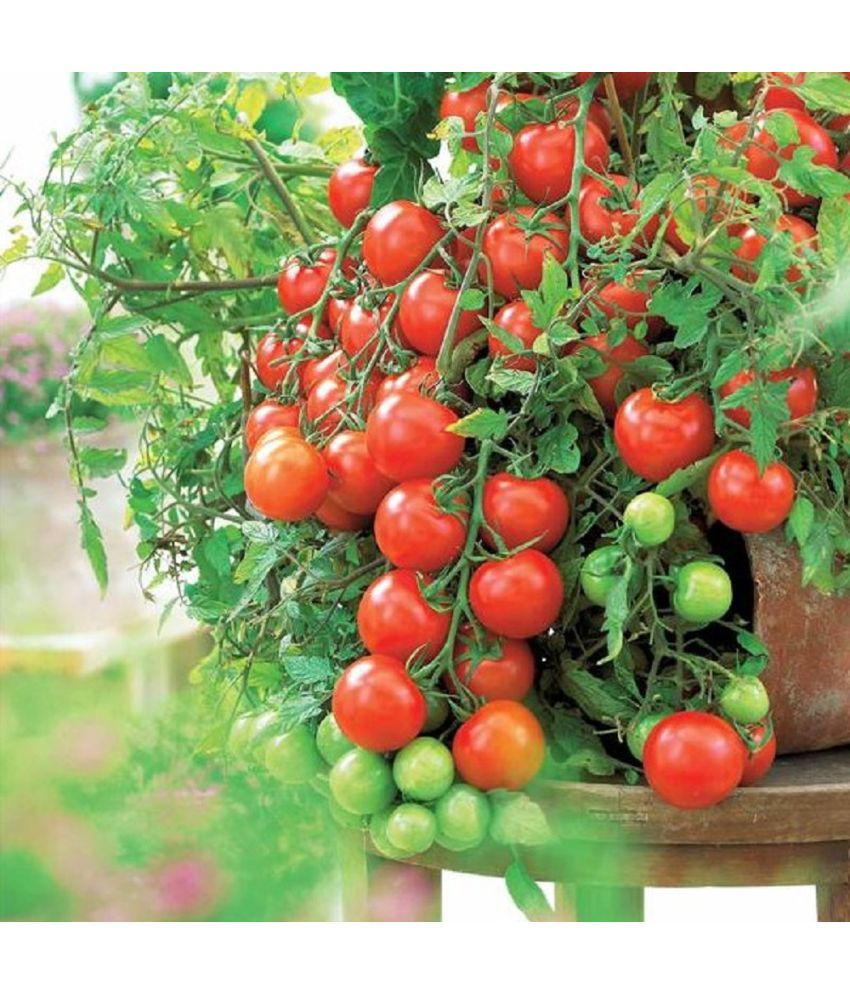     			Jignisha Seeds Hybrid Red Cherry Tomato Vegetable ( 50 Seeds )