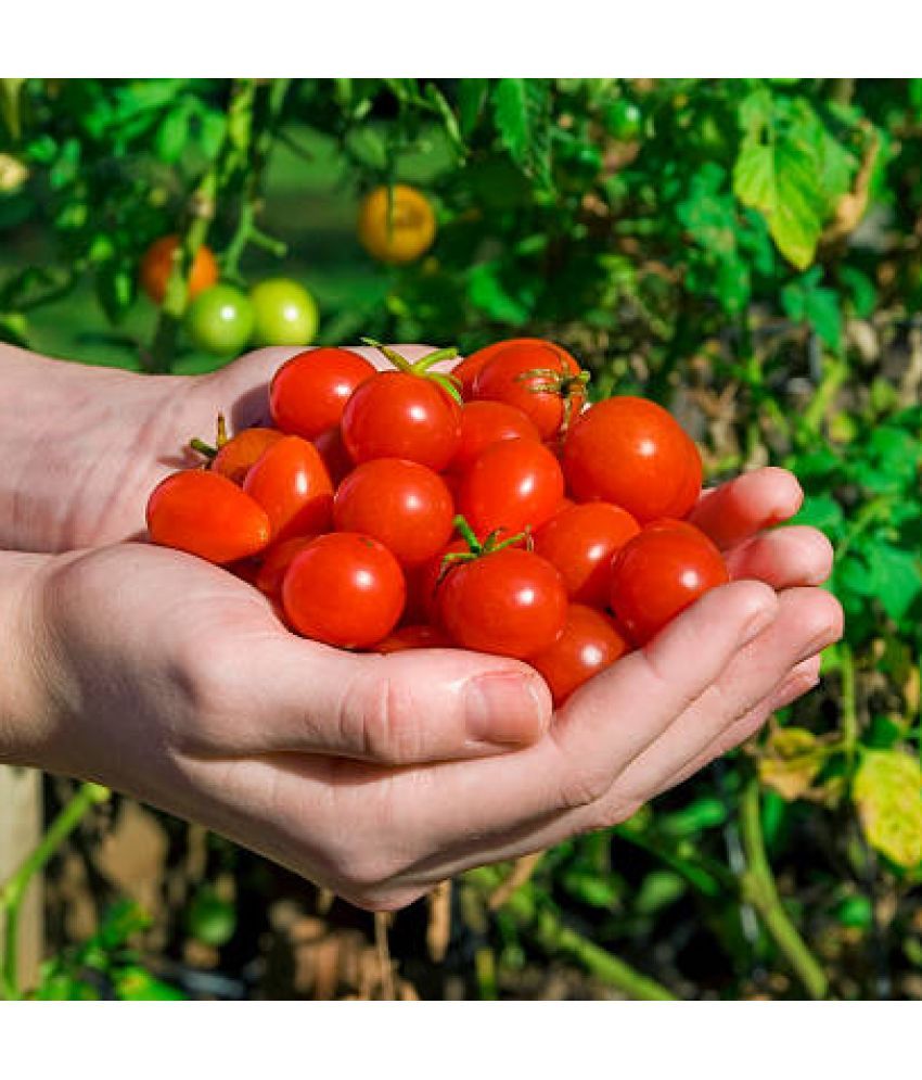     			Jignisha Seeds Hybrid Red Cherry Tomato Vegetable ( 50 Seeds )