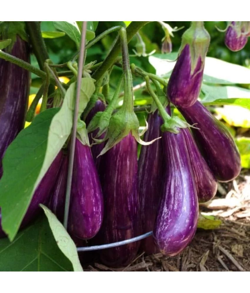     			Jignisha Seeds Organic Purple Long Brinjal Vegetable ( 50 Seeds )