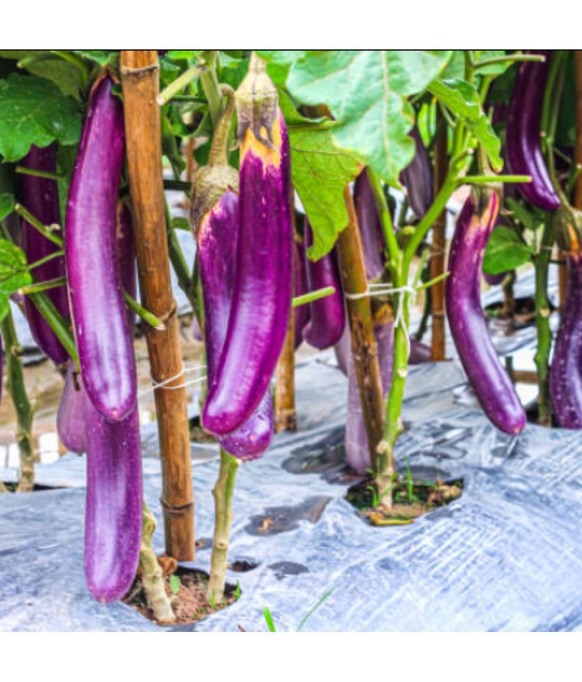     			Jignisha Seeds Organic Purple Long Brinjal Vegetable ( 50 Seeds )