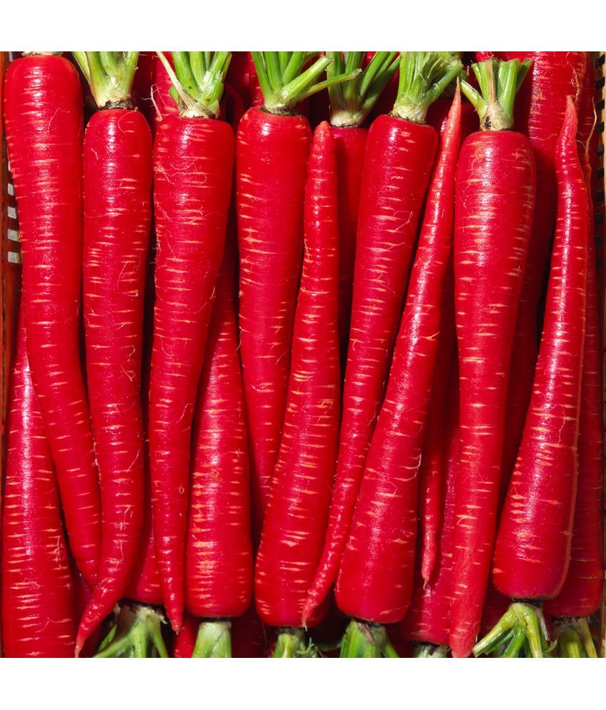     			Jignisha Seeds Organic Red Carrot Vegetable ( 50 Seeds )