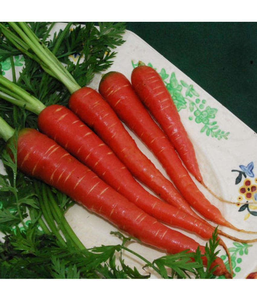     			Jignisha Seeds Organic Red Carrot Vegetable ( 50 Seeds )