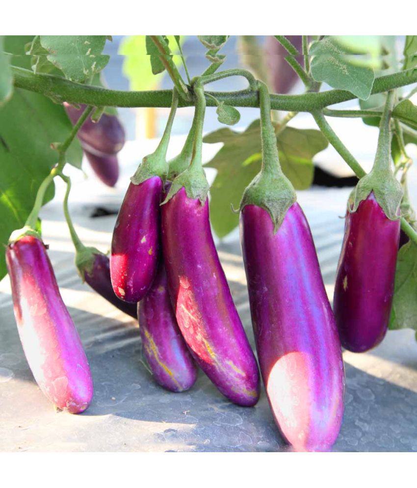     			Jignisha Seeds Purple Long Brinjal Vegetable ( 50 Seeds )