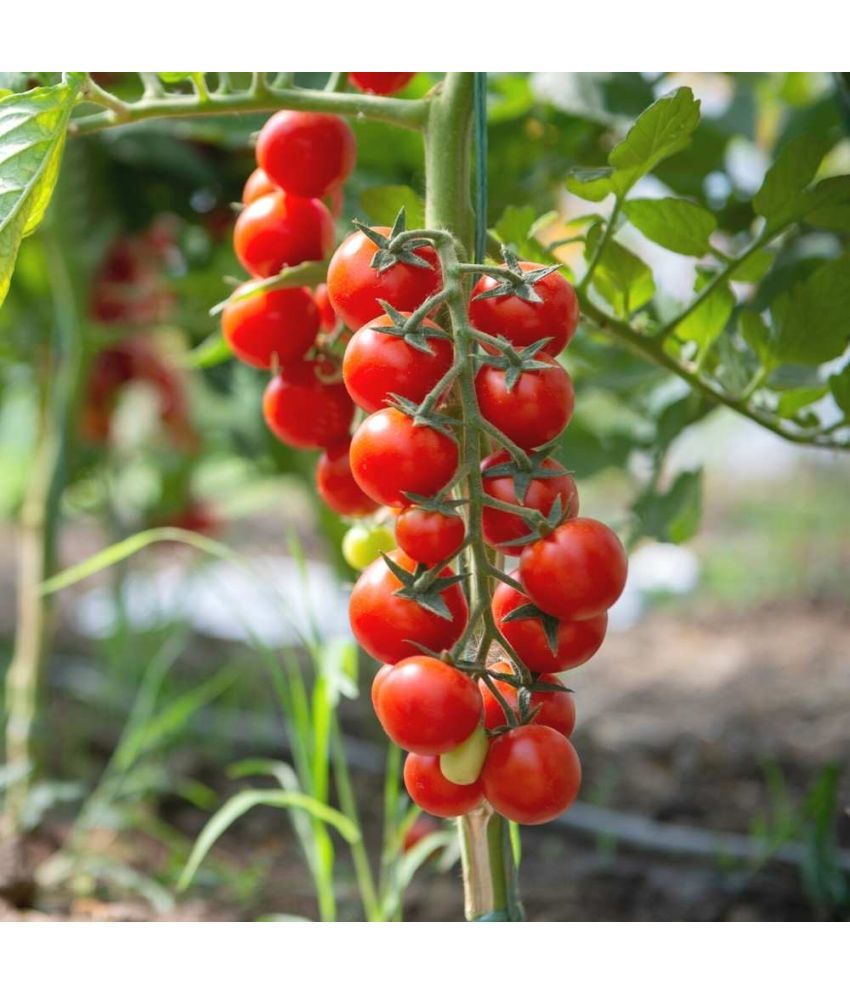     			Jignisha Seeds Red Cherry Tomato Vegetable ( 50 Seeds )