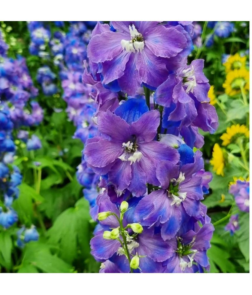     			Vedhahi Larkspur Flower ( 40 Seeds )