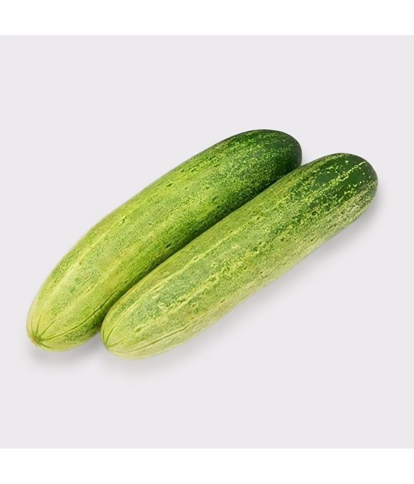     			Jignisha Seeds Hybrid Green Cucumber Vegetable ( 50 Seeds )