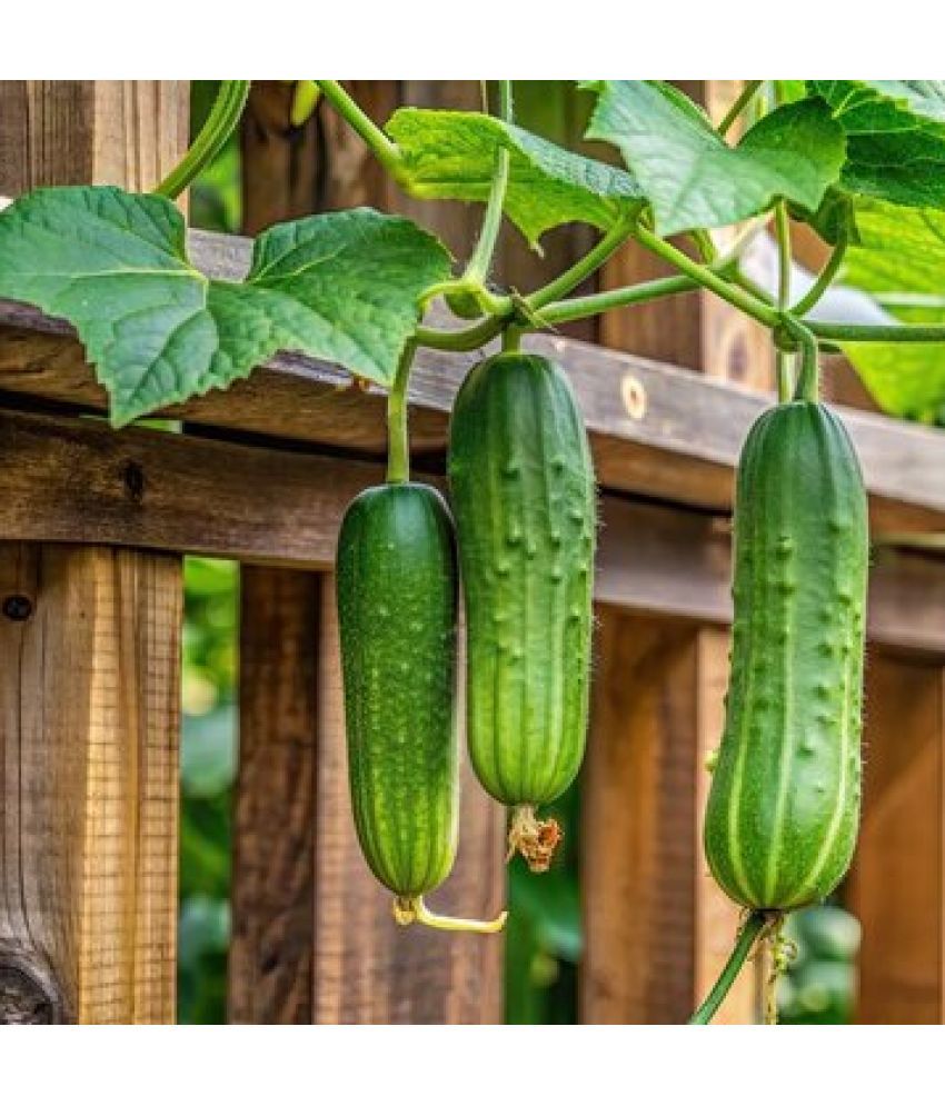     			Jignisha Seeds Hybrid Green Cucumber Vegetable ( 50 Seeds )