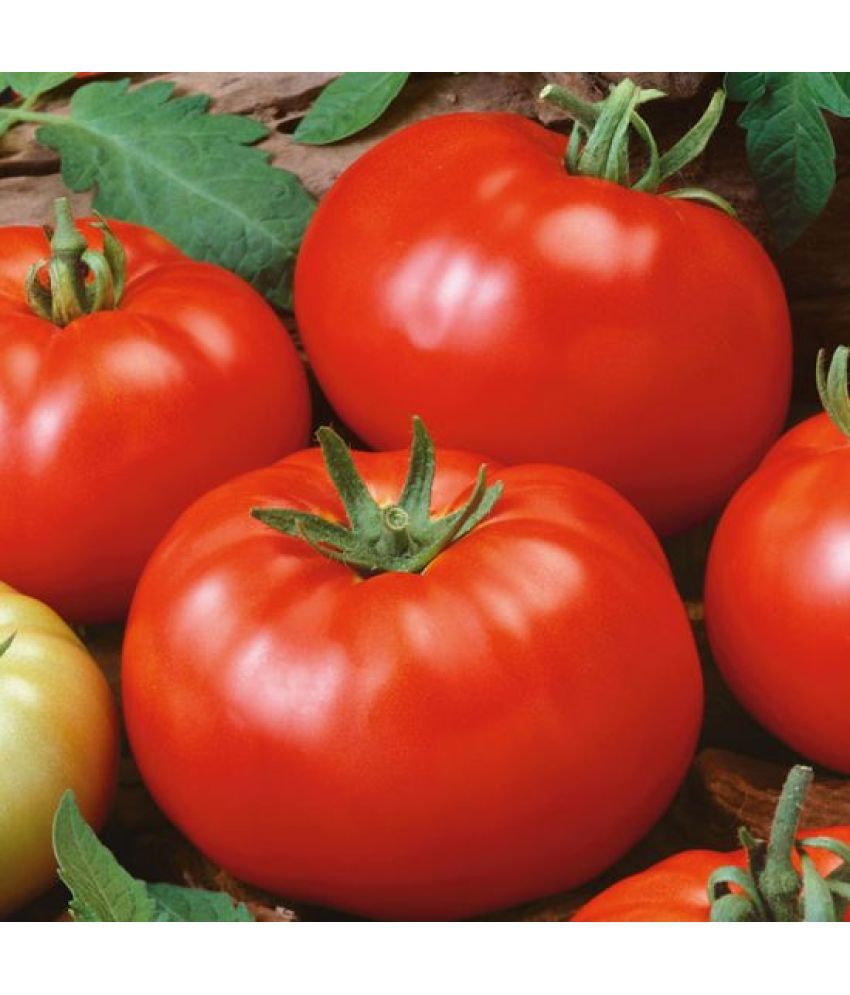     			Jignisha Seeds Hybrid Tomato Vegetable ( 100 Seeds )