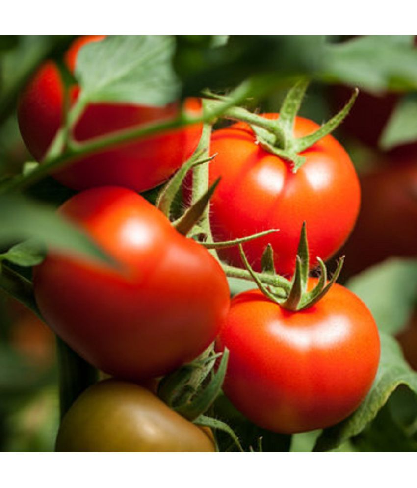     			Jignisha Seeds Hybrid Tomato Vegetable ( 100 Seeds )