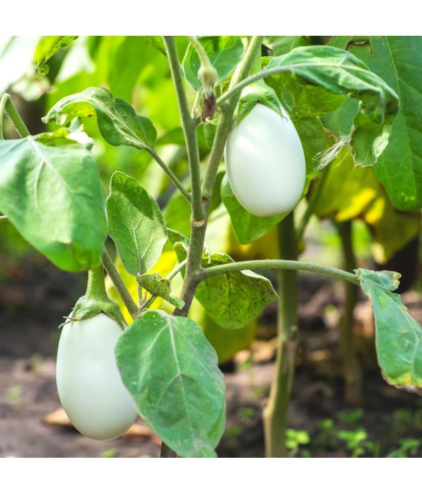     			Jignisha Seeds Hybrid White Brinjal Vegetable ( 50 Seeds )