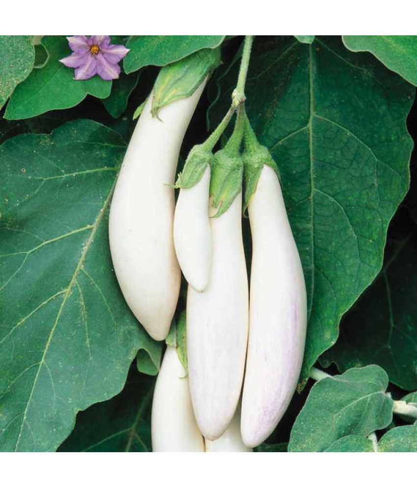     			Jignisha Seeds Hybrid White Long Brinjal Vegetable ( 50 Seeds )