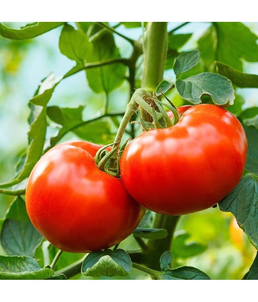     			Jignisha Seeds Organic Tomato Vegetable ( 50 Seeds )